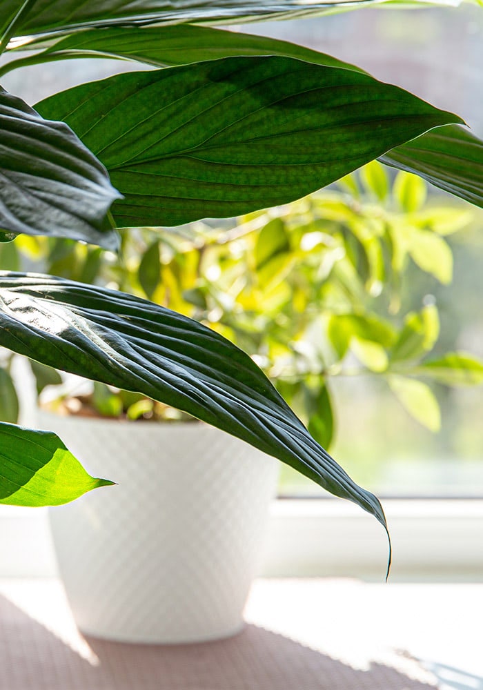 A lush, lively outdoor plant climbs a stone wall