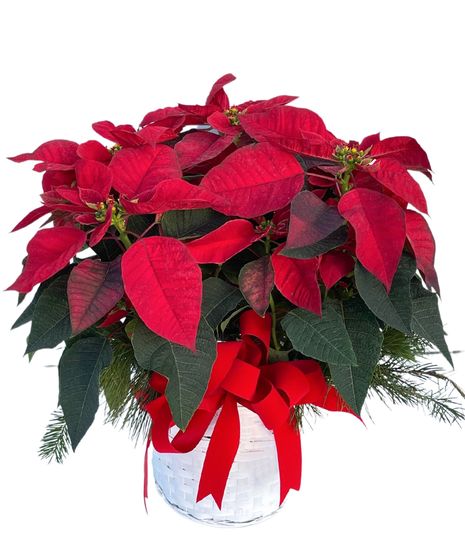 Poinsettia