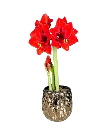 Amaryllis