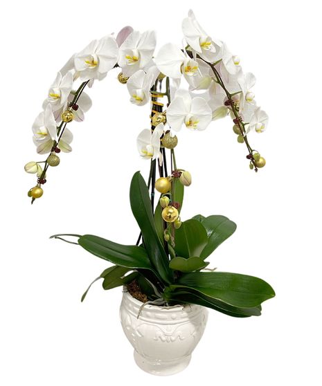 Blooming Orchid Plant Christmas Tree