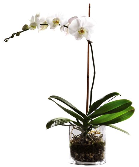 Grace Orchid