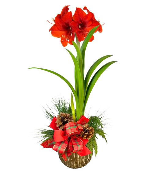 Christmas Amaryllis