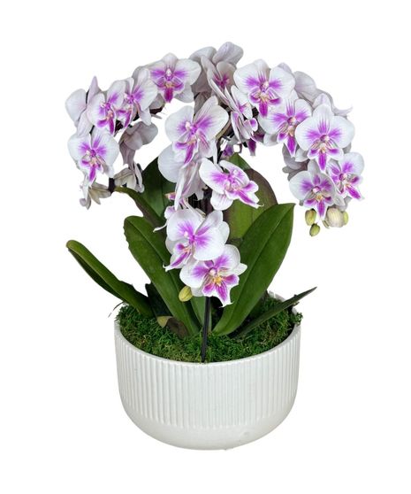 three white Phalaenopsis orchids enhanced by lush, verdant moss that adds a touch of natural serenity